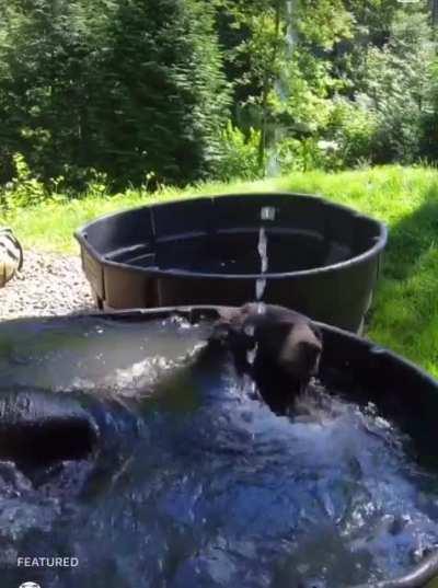 Bear taking a morning bath