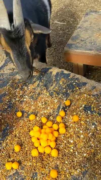 Cheezballs vs Nigerian Dwarfs