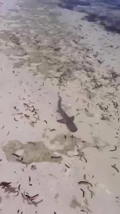 A serene day to meet the curious fishy.