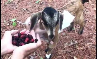 Baby goat monching… with a twist.