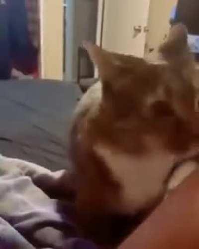 She wants cuddles....