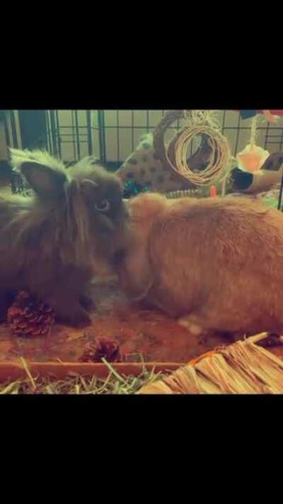 Caught Fenway grooming up his brother Bahia 🐰🥰🐰