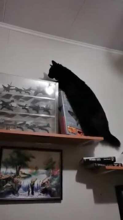 this cat is smarter than the owner