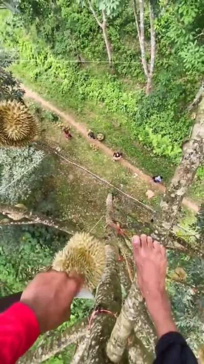 Safest food source in Asia