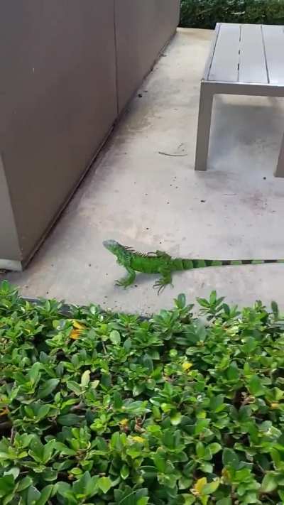 I like the wild Igannas we have in Miami