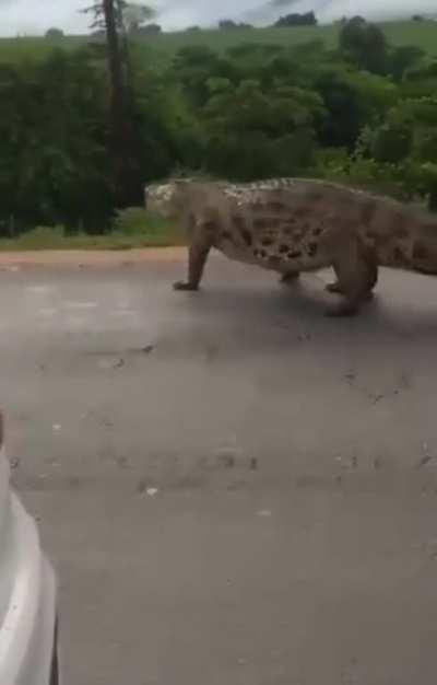 This monster spotted in Limpopo, South Africa