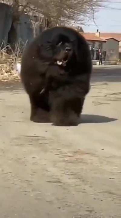 This absolute bestest big boye