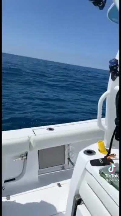 Fishing with a Finch