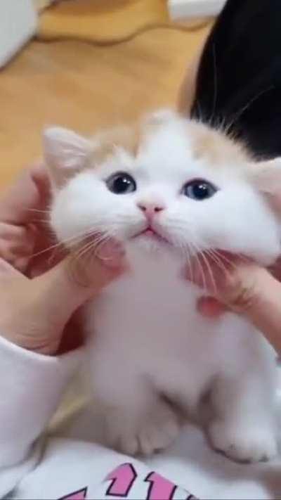 Hooman! I need a kitty massage! 😻😂