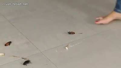 JOCELYN BUG CRUSH BAREFOOT