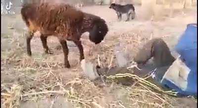 Pretending to be a sheep