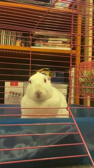 Why does my bunny slowly sway her head every time she stares? It’s so cute but should I be worried