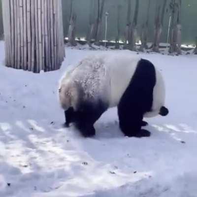 Panda - Kung Fu!)