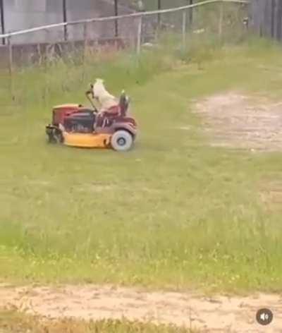 oh hell naw, dis damn dog is evolving at too accelerated of a rate