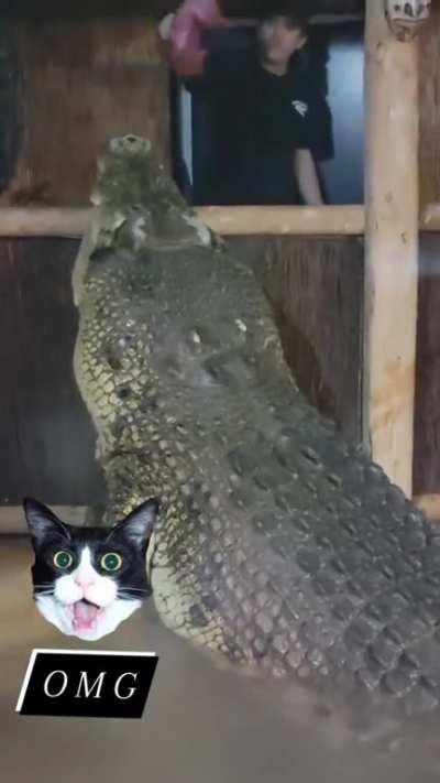 All I know about this Australian saltwater croc is his name’s Maniac! I'd love to know why he got that name