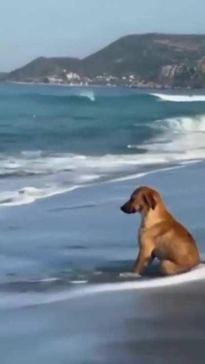 Are dogs thinking about life?