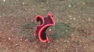 Not having bones really helps. X/post from /r/awwnverts