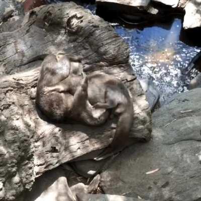 Awww the otters are CUDDL...wtf [NSFW]