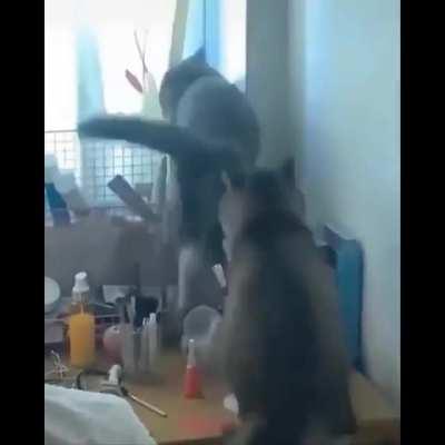 Cat prison guard stops escapee