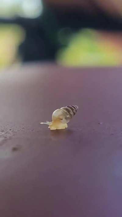 Baby snail already has a tiny transparent shell when she hatches, which continues to grow with the snail...