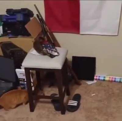 Aww, the cat is playing, wait a minute...