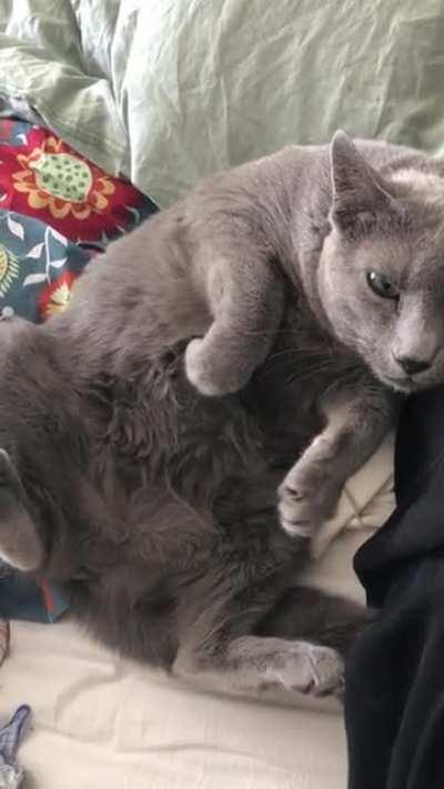 Tell me you want belly rubs without telling me you want belly rubs