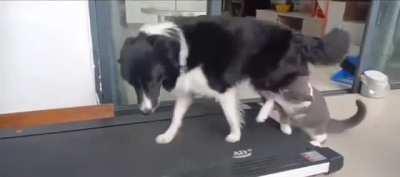 Looks like gym is crowded today.🐶🐈🐾🏃😅