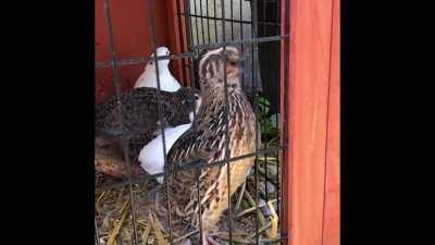 Quail crow in slow motion