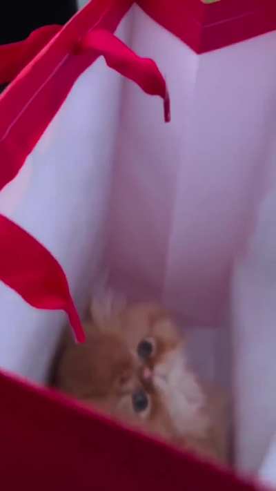 wOMAN's evIL hUSBAnD GIvEs HeR a deAD ANiMAL CorpSE In A BAG as SicK cHrIstmas PreseNt