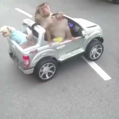 Idiot monkey runs into car causes deadly accident