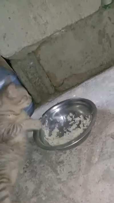 Just a cat eating rice