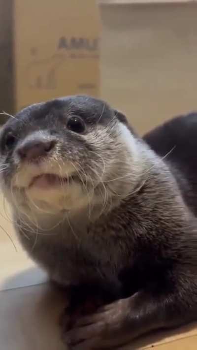 Just some baby otters for your viewing pleasure