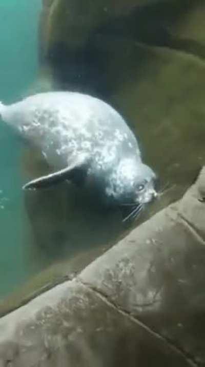 Seal
