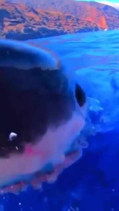 Approached by a Curious Fish