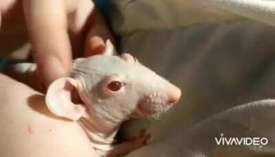 I can't get over how hard she boggles. I love my olive ❤️