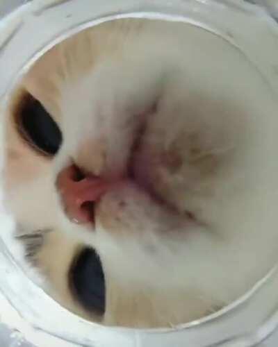 Watching a cat drink water from underwater😉😉