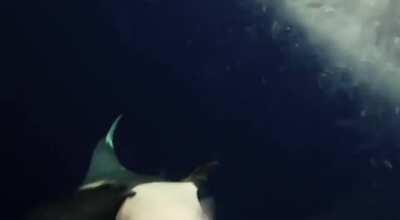 …or an Orca spitting it’s food out so it can eat you!