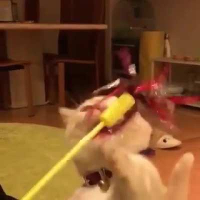 Halt I'm going to take you down right here