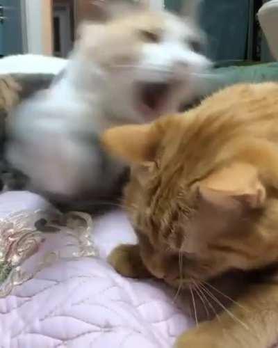 My bed. Mine. Not yours.