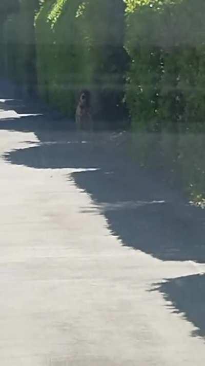 NINJA GOLD COAST DOG