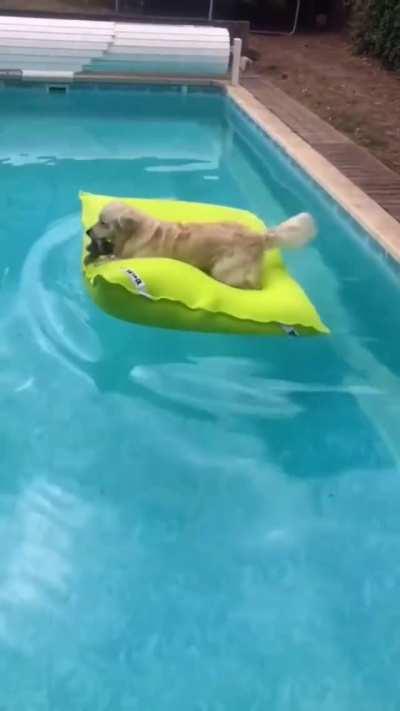 His tail looks like a little propeller