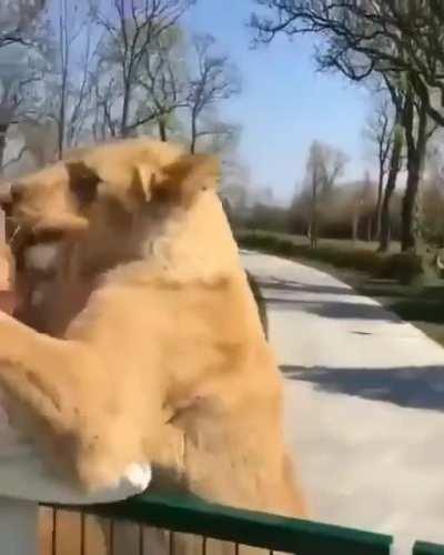 In Switzerland a woman raised a pair of lions. The authorities confiscated them for a zoo. 7 years later the woman came to visit the zoo