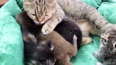 Mama cat fosters an orphaned baby otter