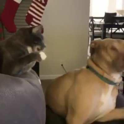 Just standard cat things