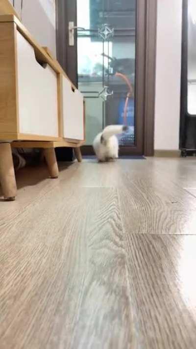 Does your cat have this hobby😸