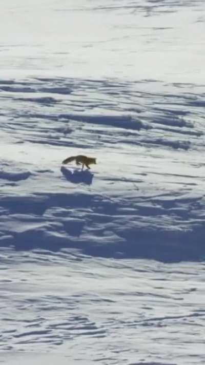 🔥The red fox (Vulpes vulpes) has a brilliant sense of hearing and can hear prey digging miles underground