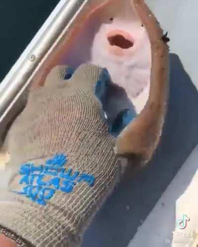 Почеши! Ну почеши! Ну почеши же!