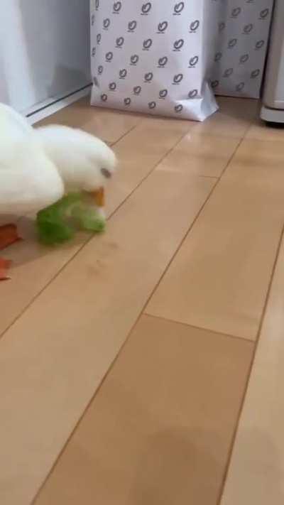 Duck steals unshredded lettuce and runs away