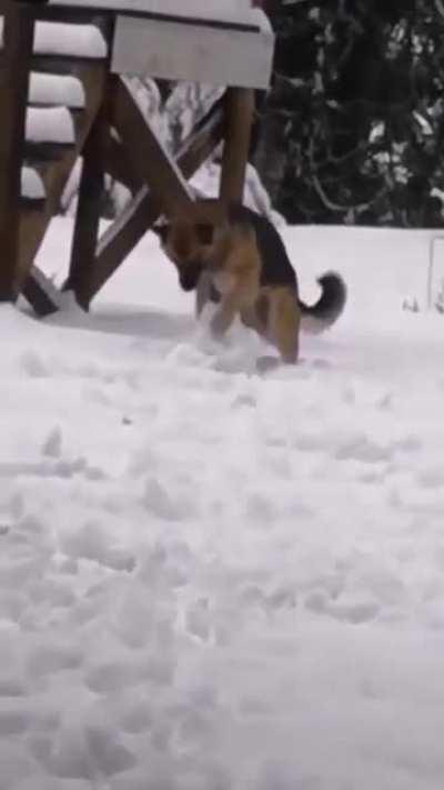 Dog making snowball