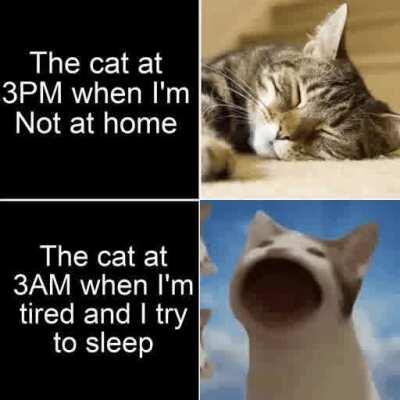 MEEEEEEOOOWW MEEEEEEEEOWW